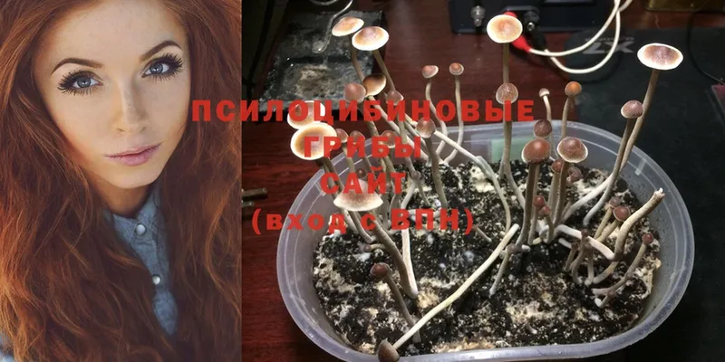 Псилоцибиновые грибы Psilocybe  Истра 